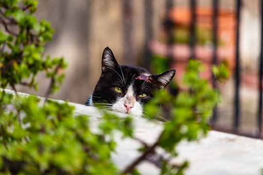 Gatti Randagi 