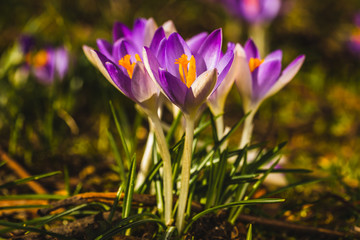 Fototapeta premium Several purple crocuses close-up on a blurred background.