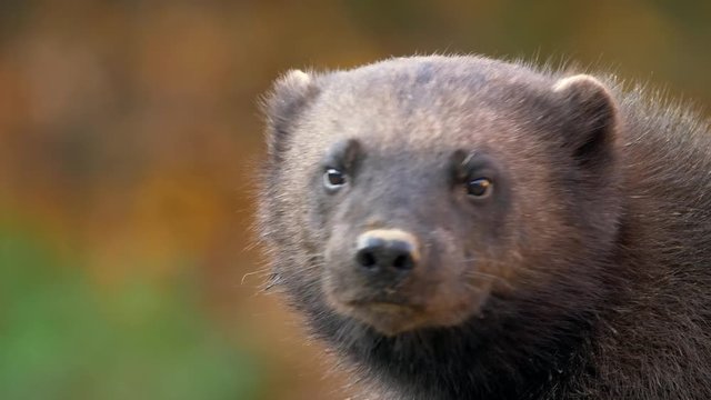 Wolverine (Gulo gulo) portrait