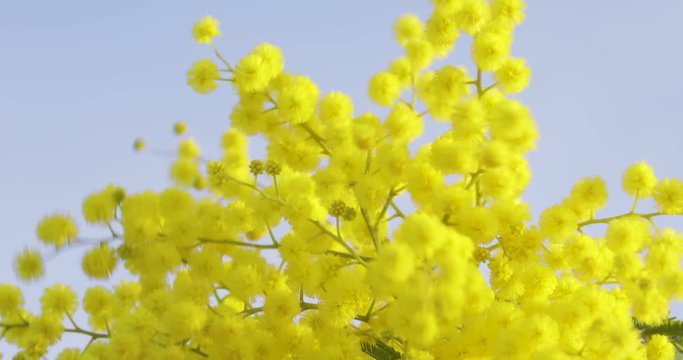 Albero fiore Mimosa gialla mosso dal vento.