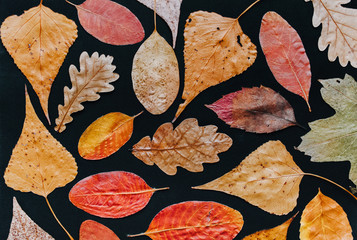 Fototapeta na wymiar Herbarium composition. Many autumn dry leaves on black background top view.