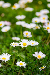 Bellis on the lawn