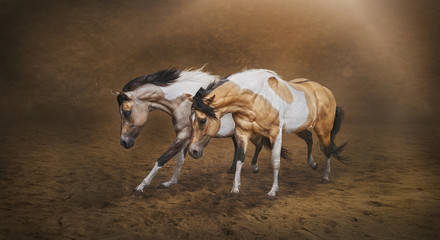 Two Paint Horses