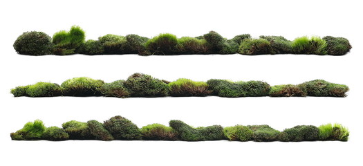 Set green moss with grass isolated on white background and texture, clipping path