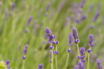 field of purple flowers