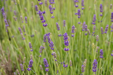field of purple flowers