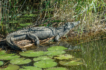 Nile Crocodryle
