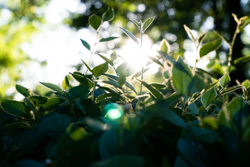 green leaves in sun light