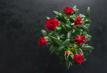 Red rose in a pot on a black table. Top view.