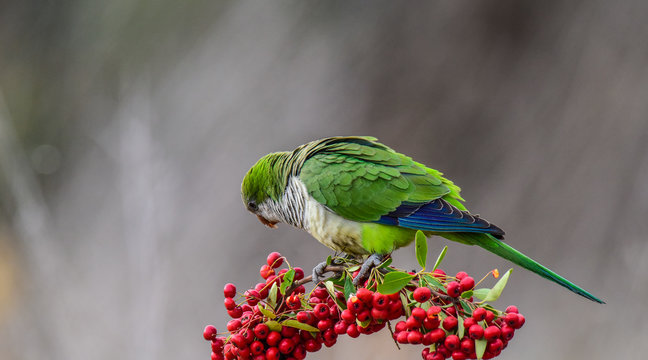 Parakeet,feeding on wild fruits, La Pampa, Patagonia, Argentina