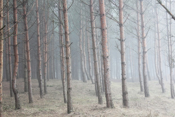 Pine forest and mist