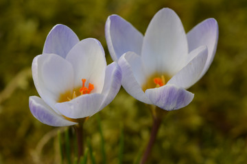 Krokus - Crocus
