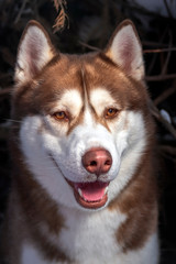 Husky dog winter portrait, close up. Siberian husky in winter forest.