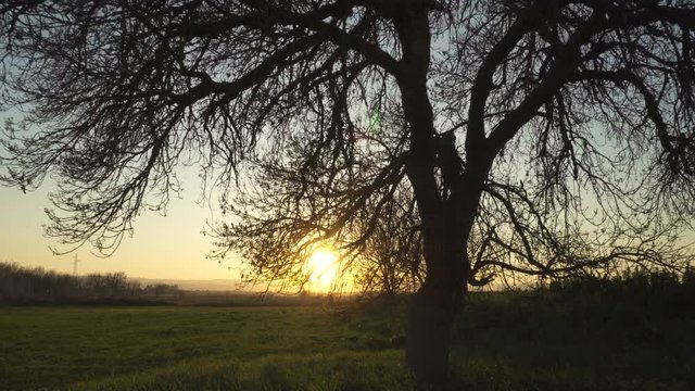 Landscape, tree, sun through branches, spiritual, meditation. Motion camera trac