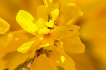 Abstract blurred background with bokeh and blooming forsythia branch in springtime. Spring nature wallpaper blurry gradient backdrop. Image doesn’t in focus.