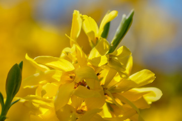 Obraz premium Blooming forsythia in springtime. Blurry backdrop with yellow flowers. Beautiful florets in the park. Blue sky. Spring blossoming forsythia with soft focus and blurry. Toned image doesn’t in focus.