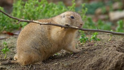 Prairie dog gnawing twig