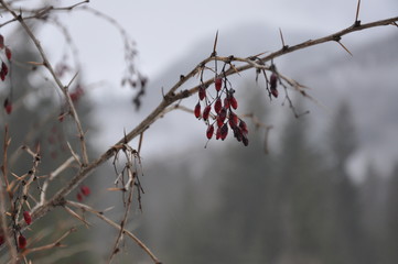 Zweig mit roten Beeren 