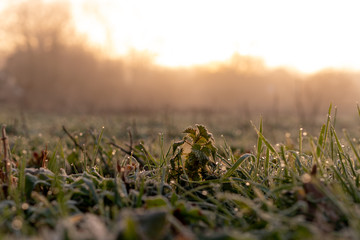 Low angle grass in a village at sunrise