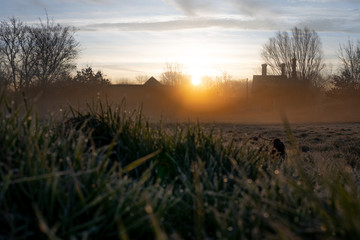 Low angle grass in a village at sunrise