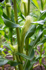 Corn cobs forming on healthy green corn plants in a garden