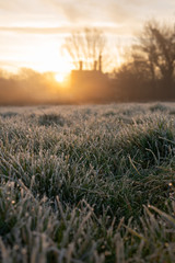 Low angle grass in a village at sunrise