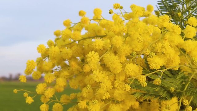 Fiore Mimosa per la festa della donna che si muove in super slow motion.