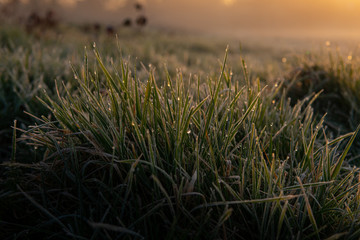 sunrise over grass field