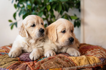 Couple of cute golden retriever puppies lying down portrait