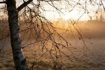 Pine tree closeup at sunset in a village