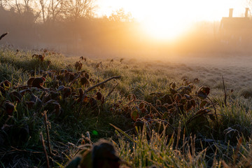 grass low angle at sunrise in a village