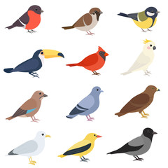 Birds of different types set. Cute cartoon bird on the side. Sparrow, bullfinch, toucan, cardinal, golden oriole, jay, rock dove, tit, hawk, gull, cockatoo, crow. Isolated vector illustration