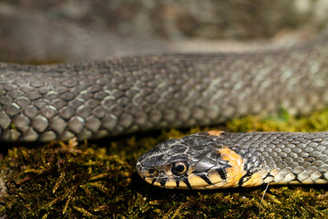 Grass snake Natrix natrix on green moss in Finland.