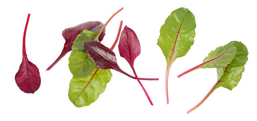 Fresh chard green and red leaves isolated on white background
