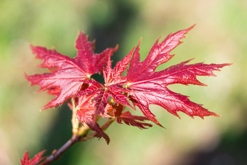 Young spring red maple leaves on colourful bokeh background
