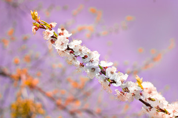 Fresh spring cherry branch flowers close-up on bokeh blur background