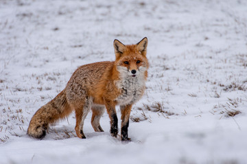 Fox in the snow