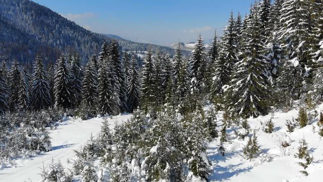 Drone footage snow covered trees, winter nature beautiful Europe aerial pine forest mountain, season travel white frozen nature idyllic