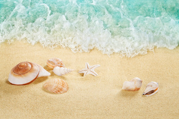 Shells on the beach. Tropical sea. Splashing waves on the seashore.
