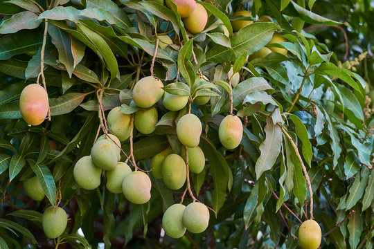 Ripe mangoes on tree. Bunch of fresh mangoes hanging from tree.