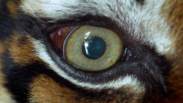 Close up of Sumatran tiger (Panthera tigris sumatrae) eye