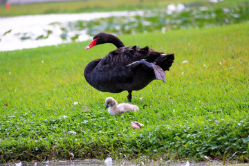 black swan with baby