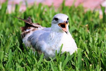 seagull in grass