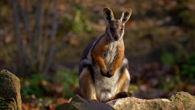 Yellow-footed rock-wallaby (Petrogale xanthopus)