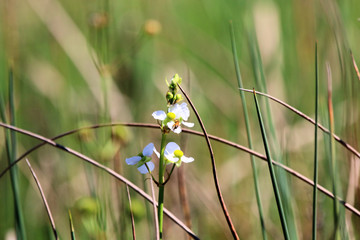 flowers on green background