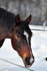 Obraz premium Horse shows language