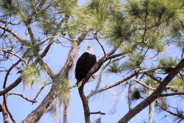 Perched Bald Eagle