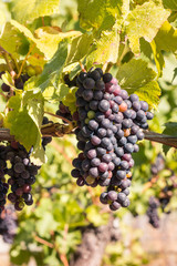 bunch or ripe pinot noir grapes on vine in vineyard 