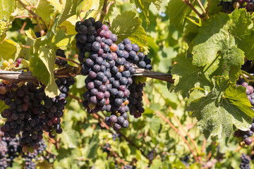 bunches of ripe merlot grapes at harvest time in vineyard
