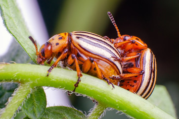 Colorado potato beetles mating on the leaves of green potatoes